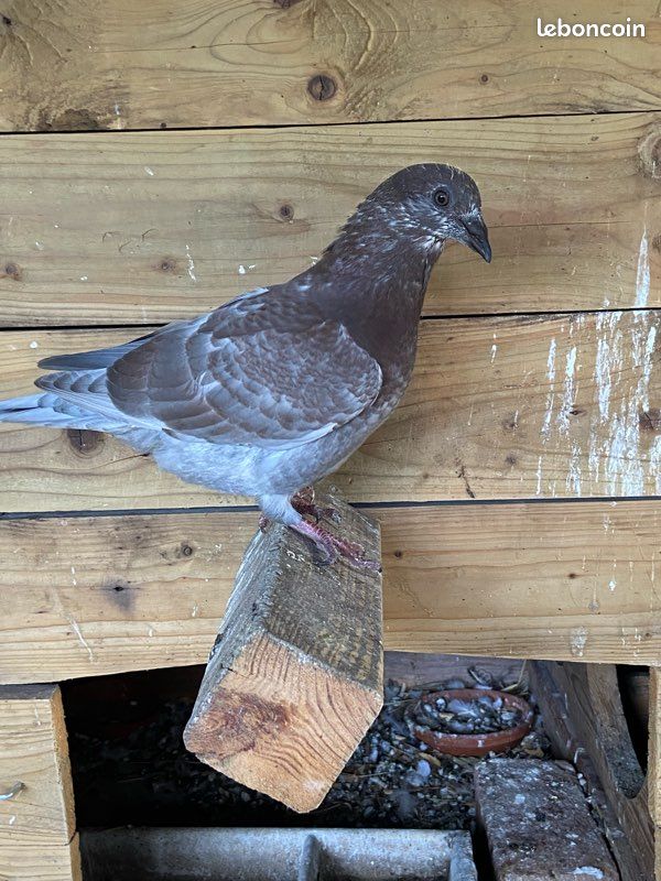 Pigeons voyageurs (image 1)
