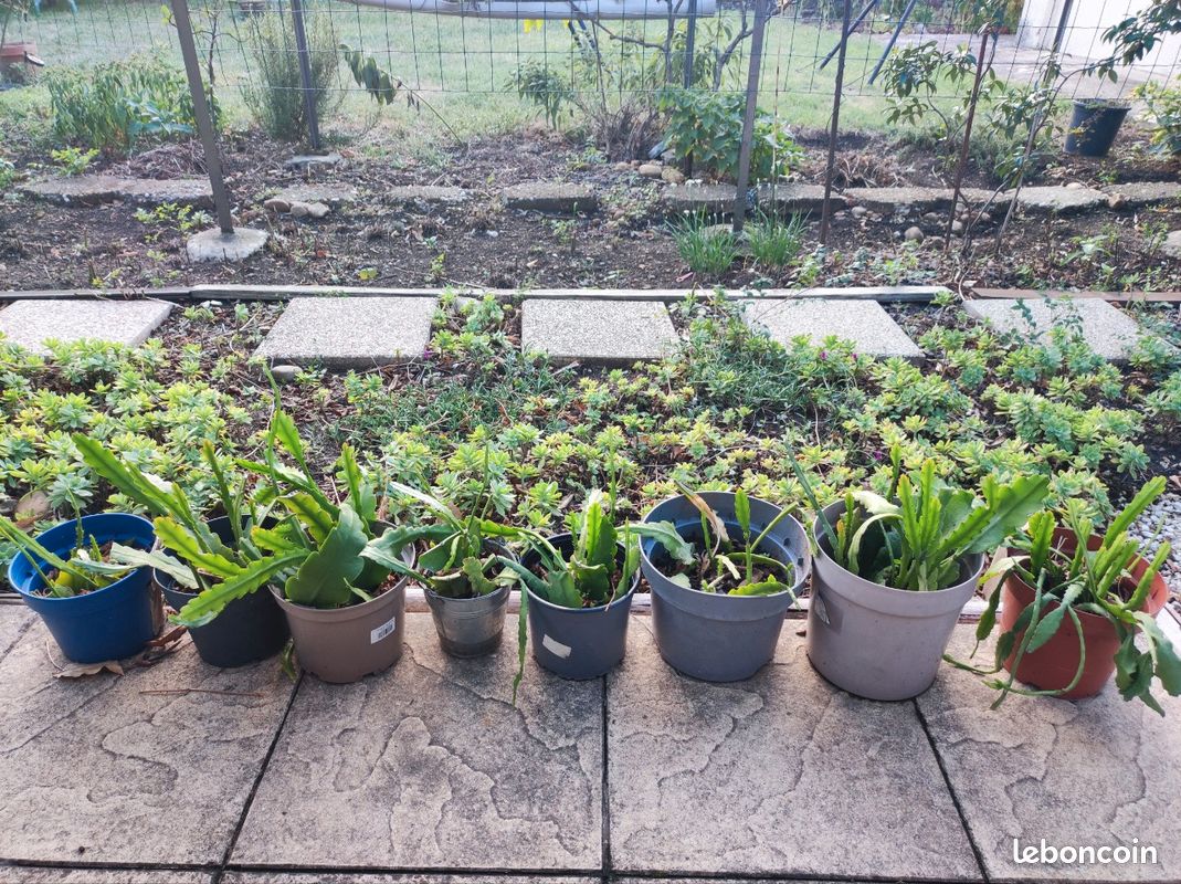 Épithélium plante exotique (image 2)