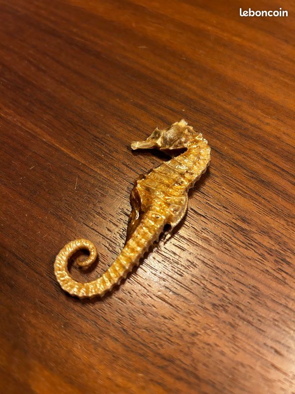 Hippocampe fossilisé (image 1)
