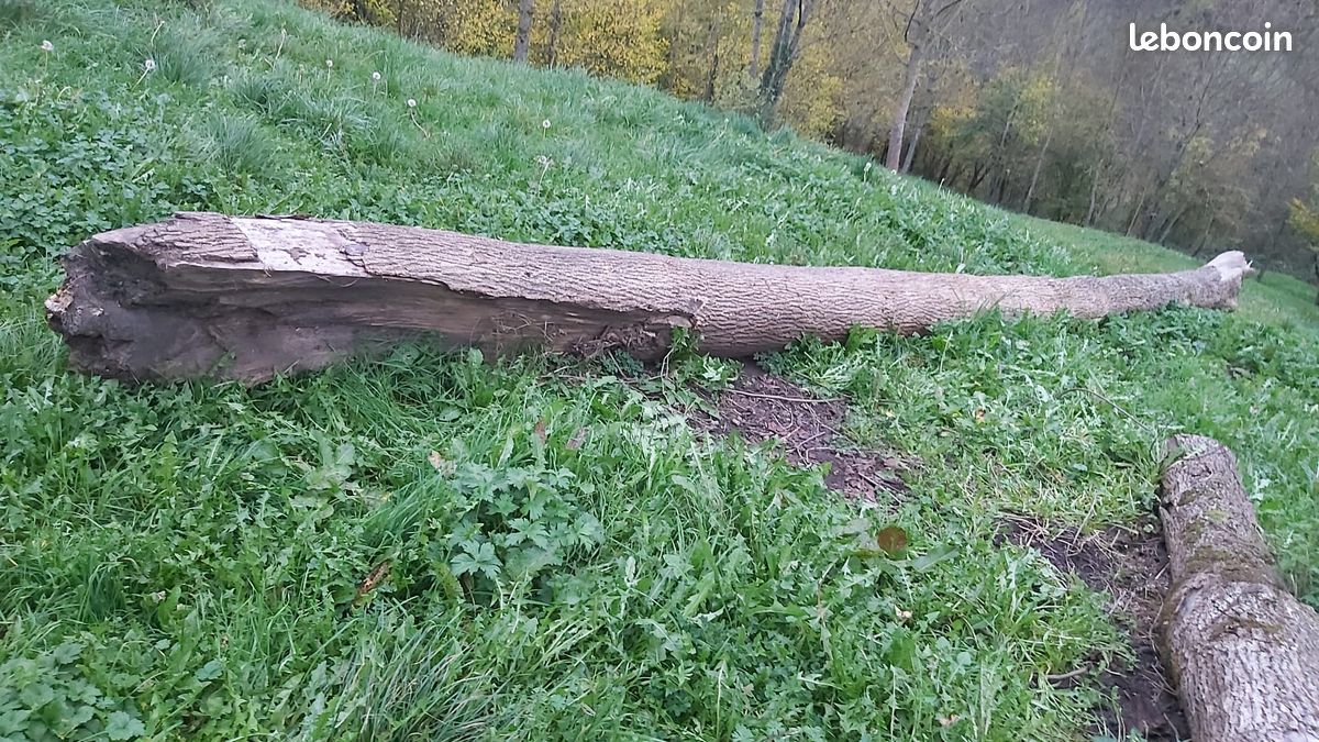 Billes de frêne, chênes, sapin (image 5)