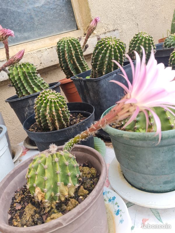 Bouture de cactus fleurs - Jardin & Plantes