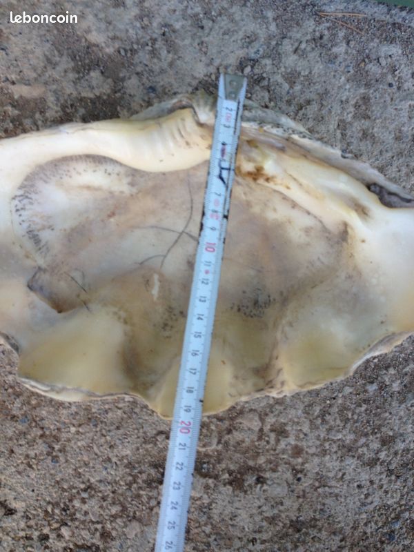 Demi-coquillage (image 6)