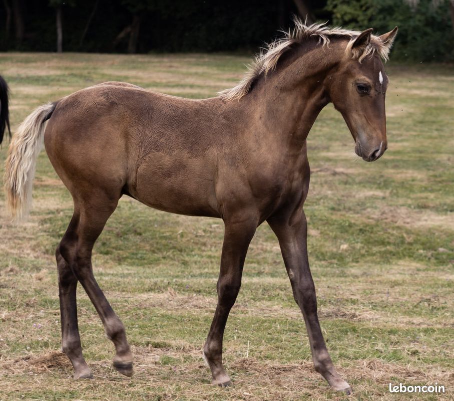 American Azteca Horse (image 5)