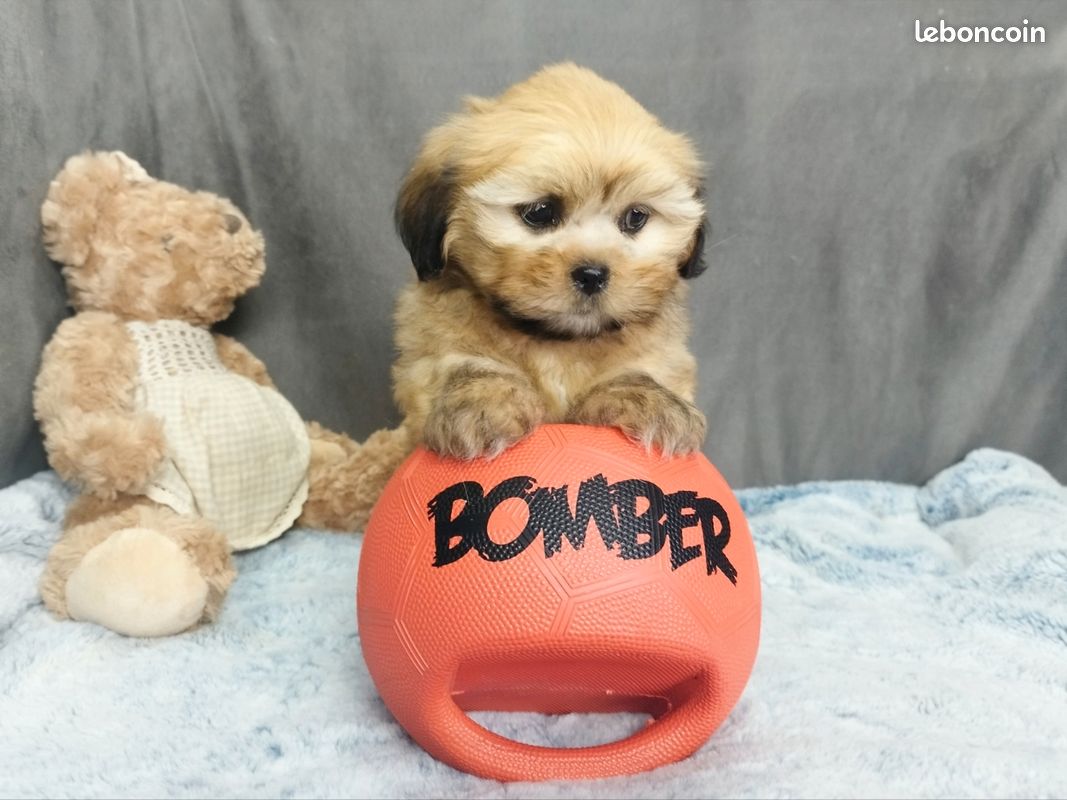 Chiot Lhassa Apso (image 5)