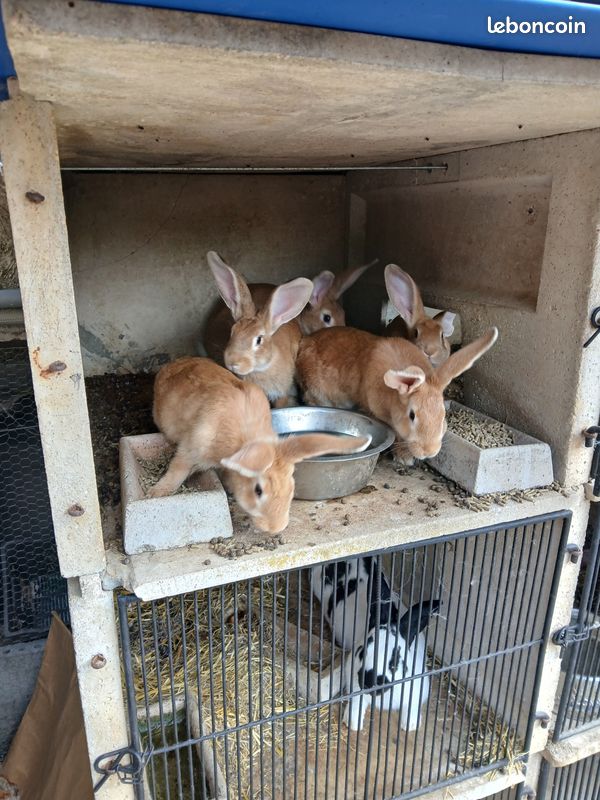 Lapin fermier et lapin papillon (image 2)