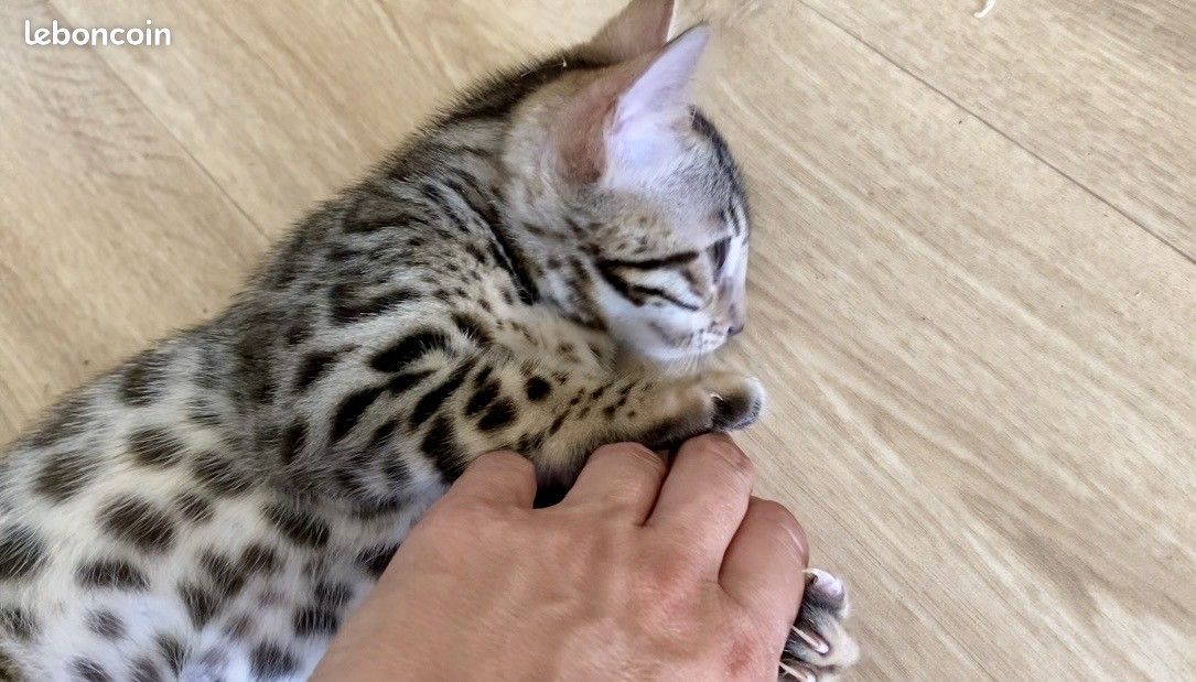 Magnifiques chatons bengals (image 3)