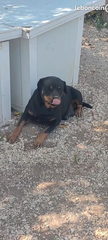Donne femelle rottweiler (image 5)