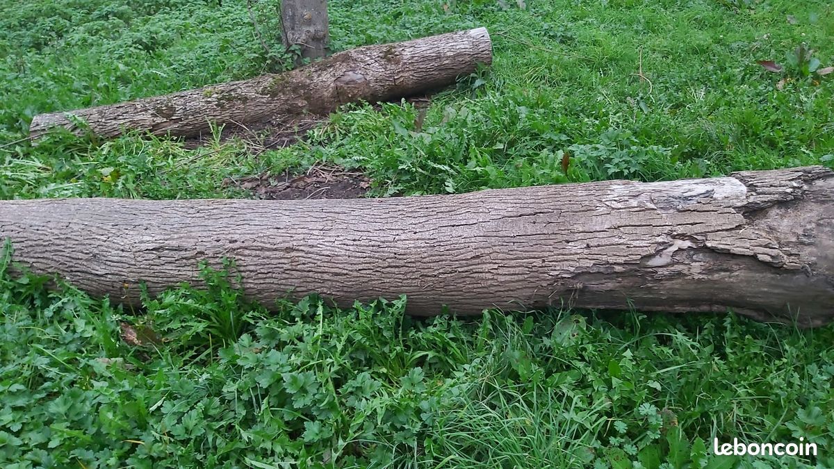 Billes de frêne, chênes, sapin (image 3)