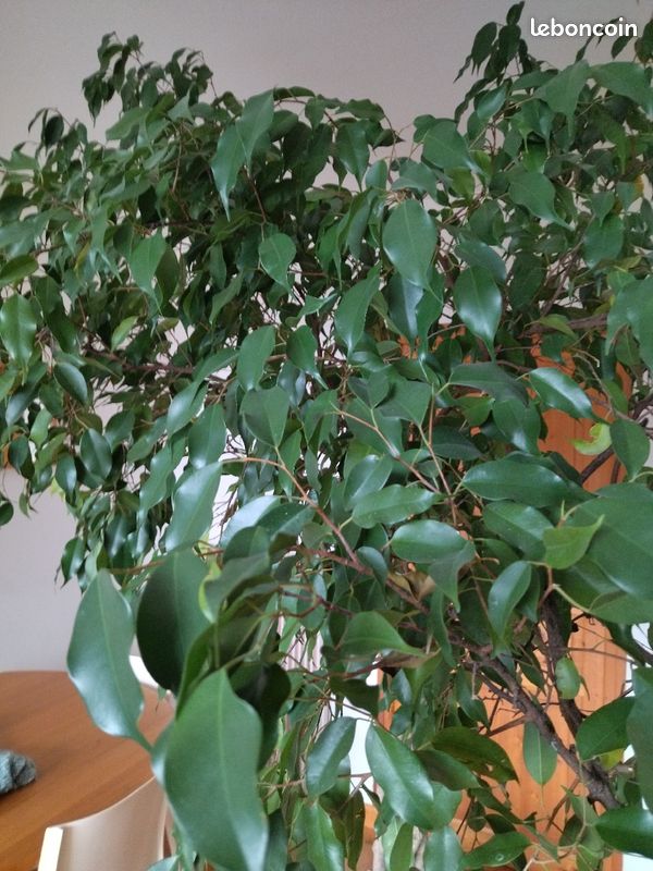 Ficus benjamina (image 2)