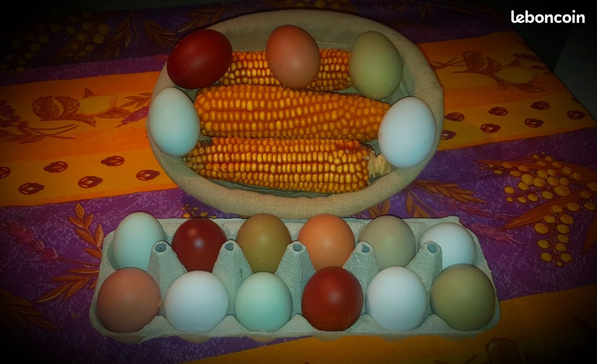 Oeufs fécondés sur 8 races (image 2)