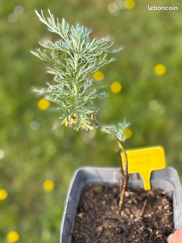 Plant de Chiba - Jardin & Plantes