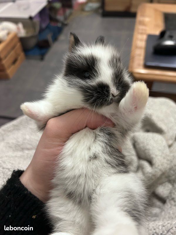 Bébés lapins (image 1)