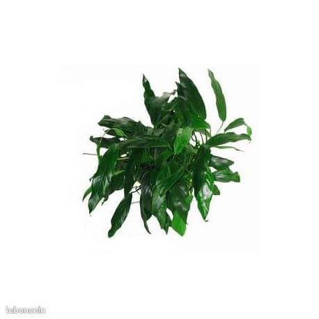 Plantes bassin et aqua (image 6)