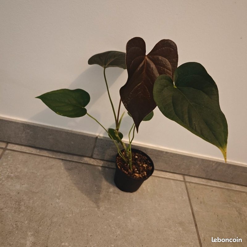 elephant ear plant images Hawaiian Punch Elephant Ear Plant - Small Rooted Starter - Colocasia  esculenta main image 0
