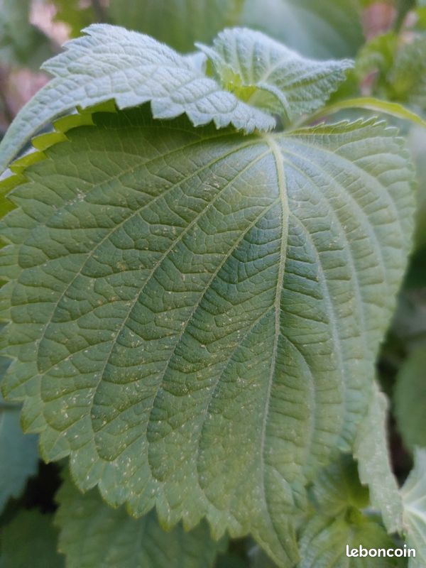 Feuilles de Shiso vert, Périlla verte à grandes feuilles sans traitement (image 3)