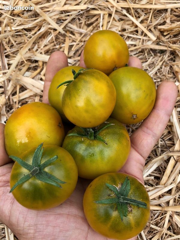 Graines de Tomates - reproductibles - Vert sera le Monde (image 2)