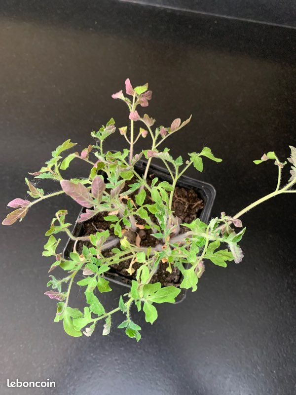 Plants de tomate par lot de 10 ou 20 ou uniter (image 1)