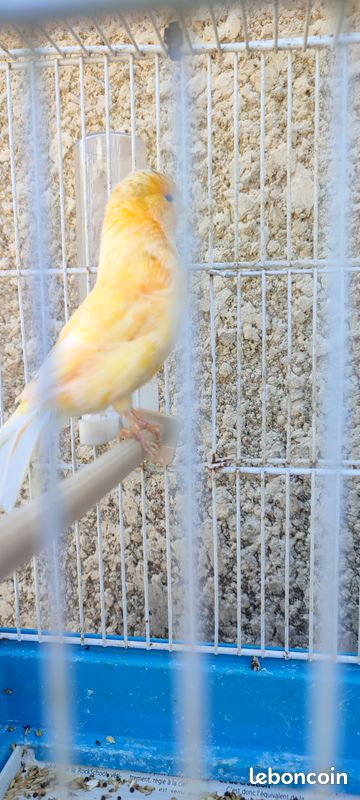 Canaris (image 1)