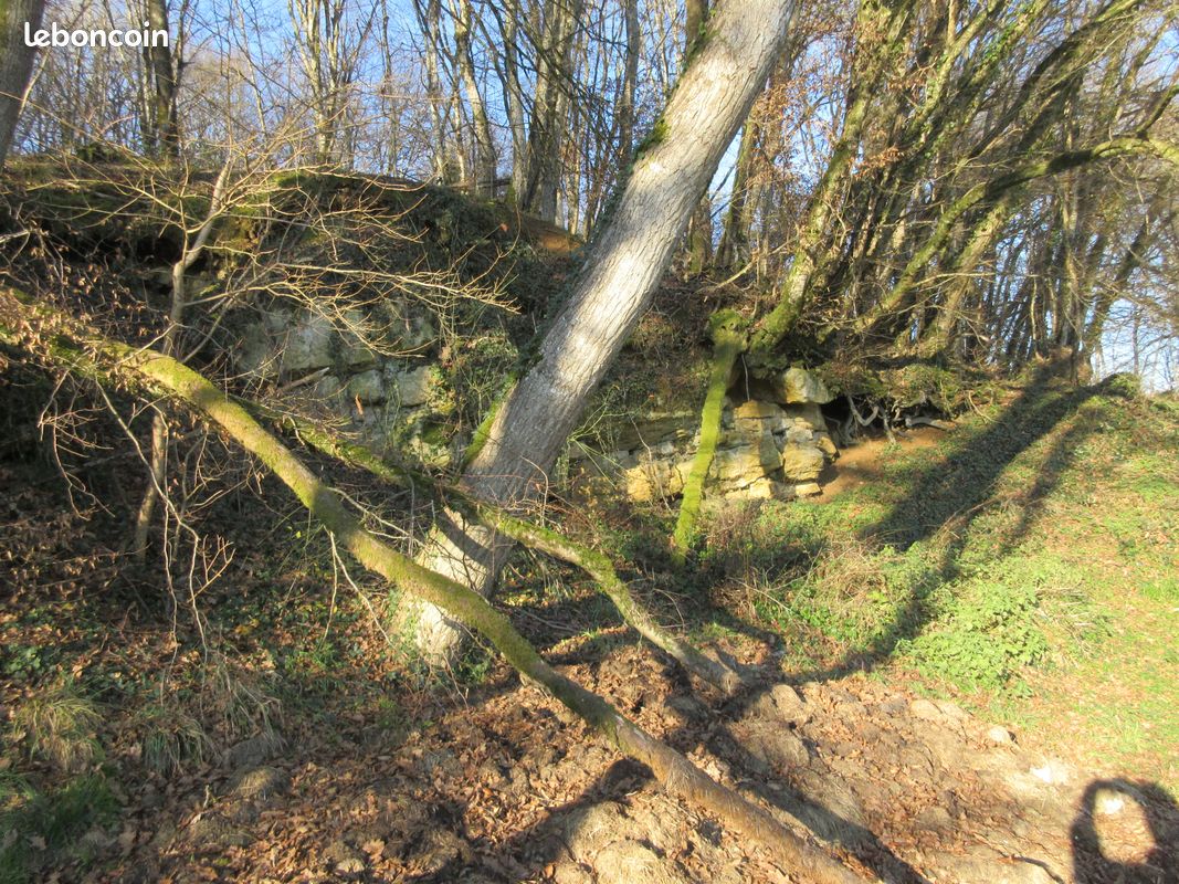 Noyer sur pied à prendre sur place (image 1)