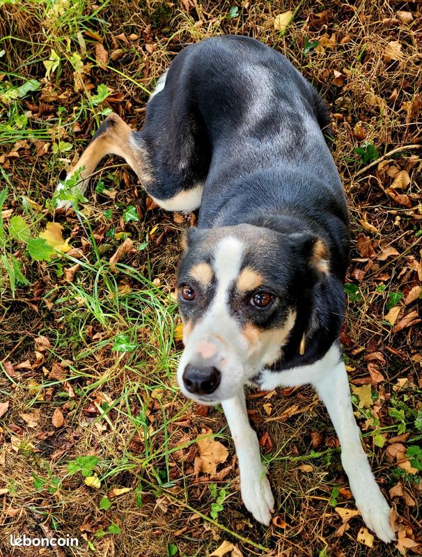 Chienne Border Collie retraité (image 1)