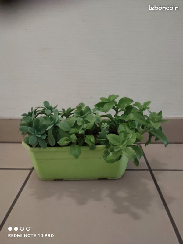 Plantes , aptenia cordifolia, sedum palmeri, sedum burrito (image 1)
