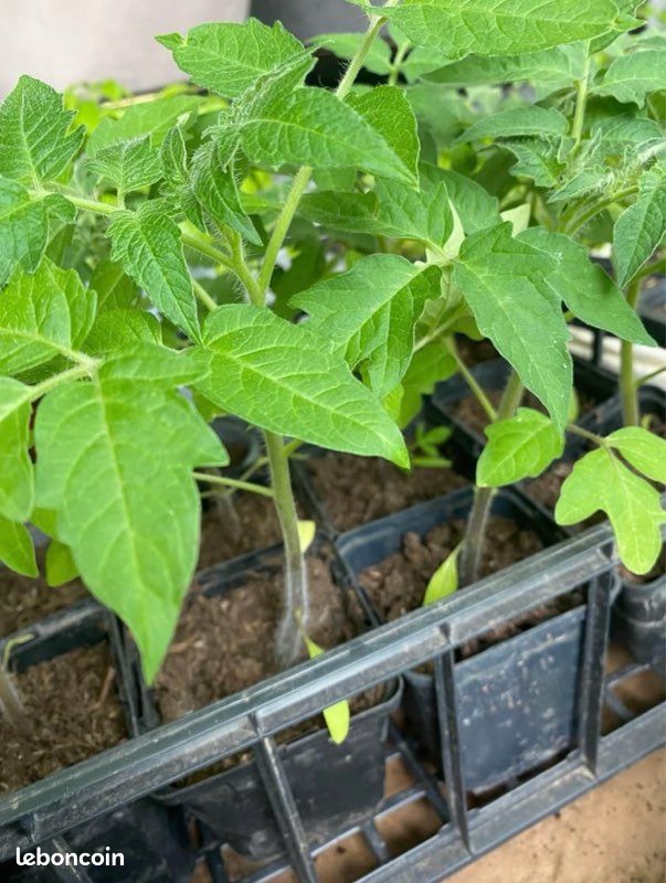 Plants de légumes et fruits variétés (image 8)