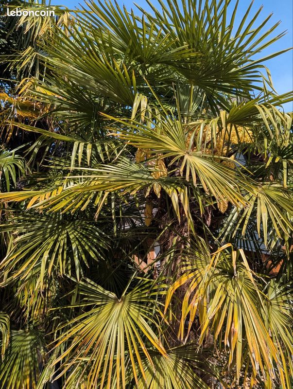 Lot de 10 graines de palmier trachycarpus fortunei (image 2)