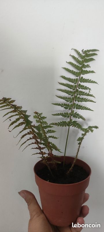 Fougère extérieur rustique Pteridium Aquilinum en pot ( envoi possible) (image 2)