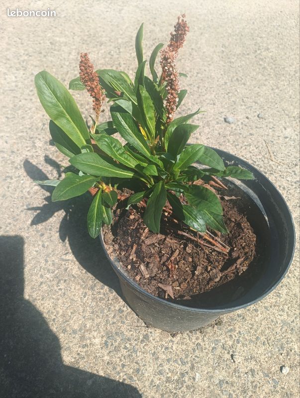 Persicaria rampant (image 2)