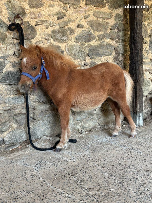 Poulain mini shetland (image 1)