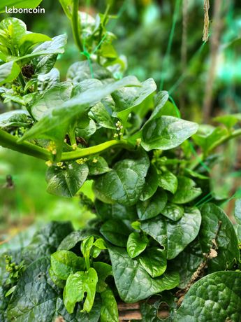 Pesto D'épinards Aux Graines De Courge Et Au Comté - Les Papilles De Karen