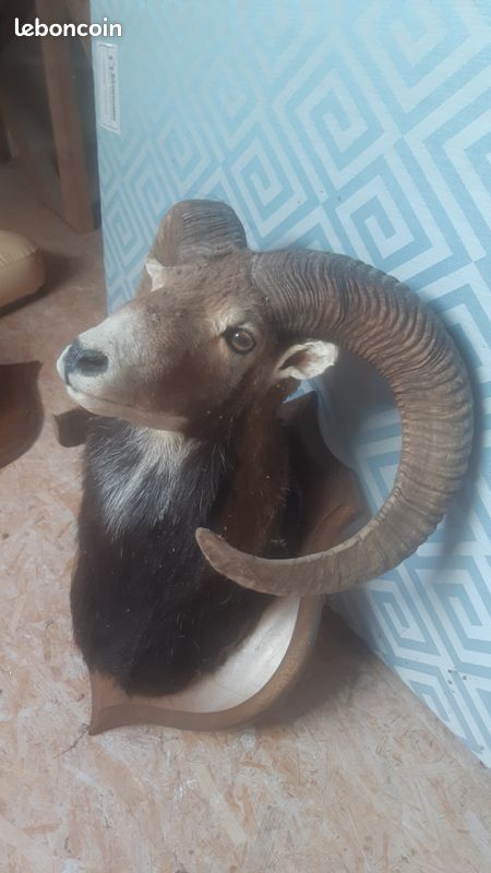Trophé mouflon (image 3)