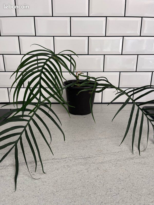 Philodendron Tortum (image 1)