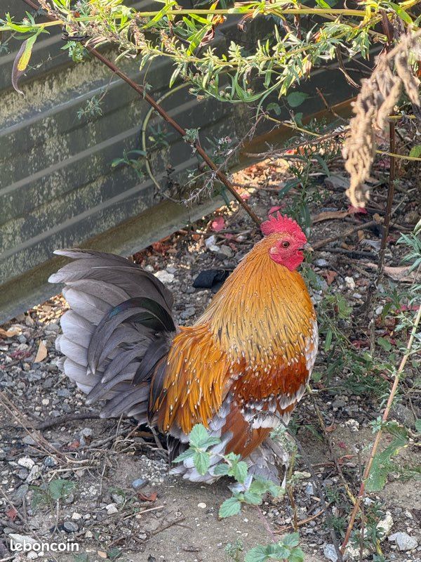 Coq sabelpoot (image 2)