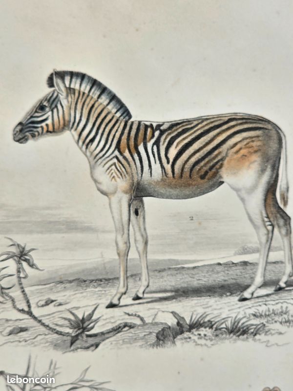Gravure colorisée à la main de Buffon (+150 ans) – Tapir indien et Dauw (image 2)