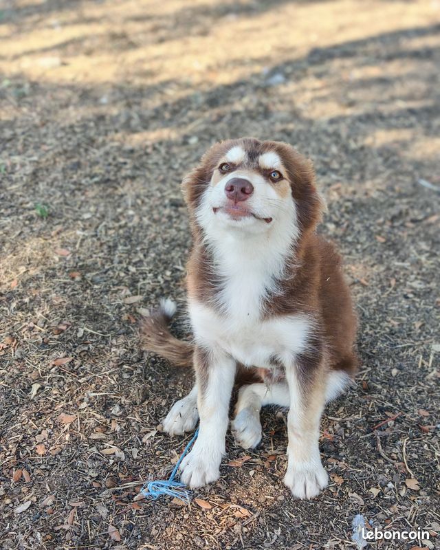 Chiot pomsky (image 5)