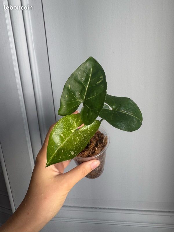 Syngonium panda - plante rare (image 1)