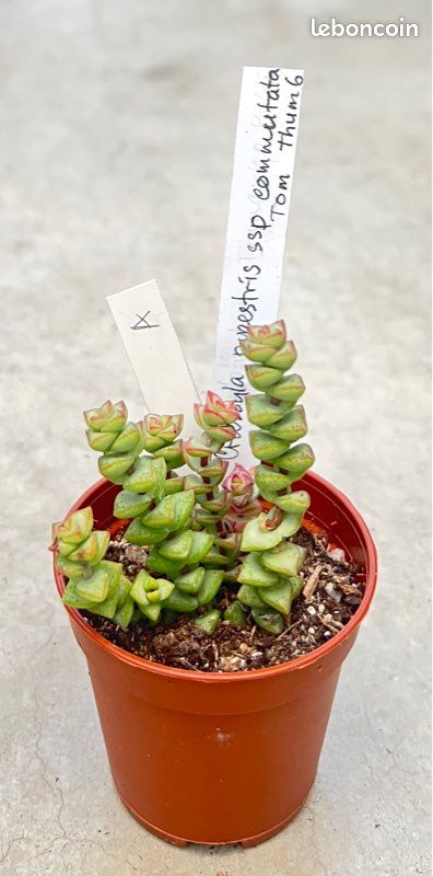 Crassula rupestris ssp commutata Tom Pouce (A) (image 1)