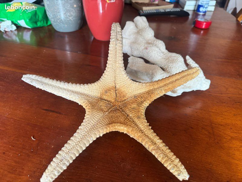 Magnifique étoile de mer, diamètre à 30 cm (image 3)