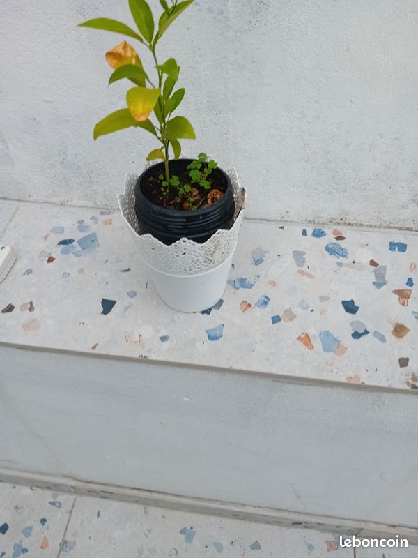Magnifique petit oranger avec pot et cache pot (image 4)