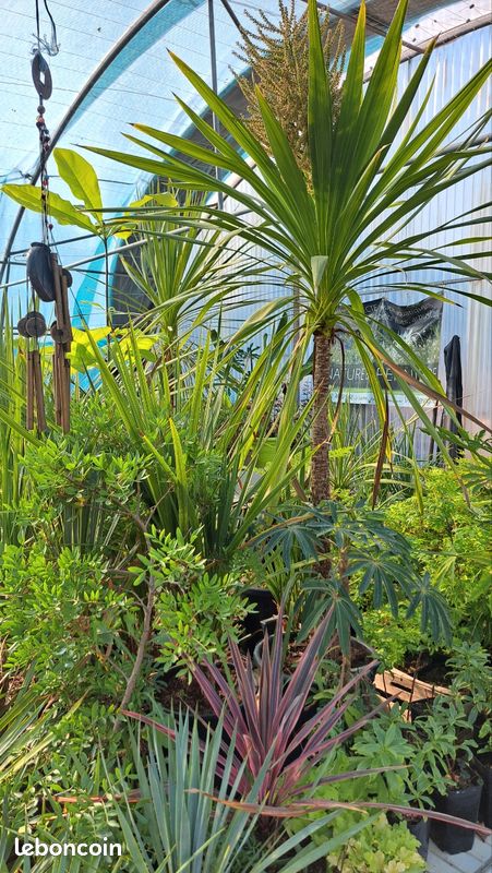 Plantes exotiques (image 2)