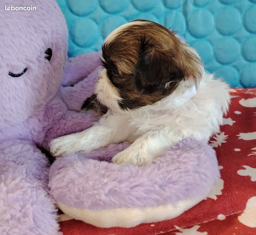 Superbes chiots shih tzu (image 5)