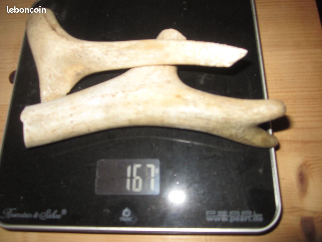 Bois ou Cornes de Cerfs : lot f) = pour Petit Chien ou Chien Moyen M (image 3)