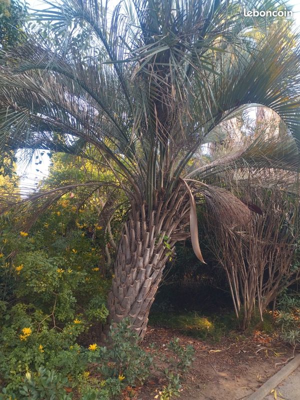 Lot de 100 graines Fraîches de Butia Ériospatha (image 2)