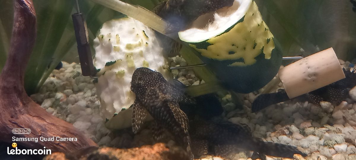 Aquarium (image 3)