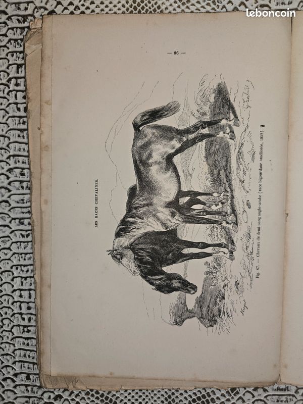 Planches anciennes illustrées – Les races chevalines (lot illustré XIXe siècle) (image 17)