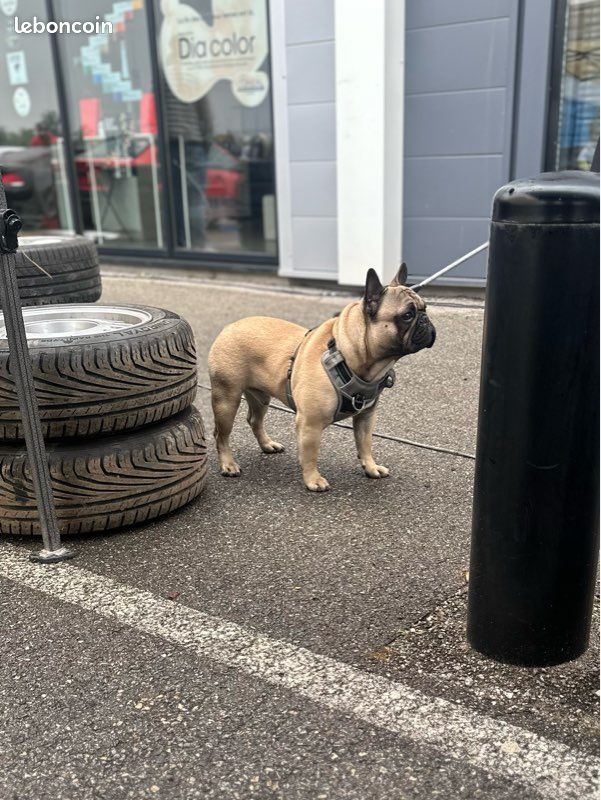 Bouledogue français mâle saillie (image 2)