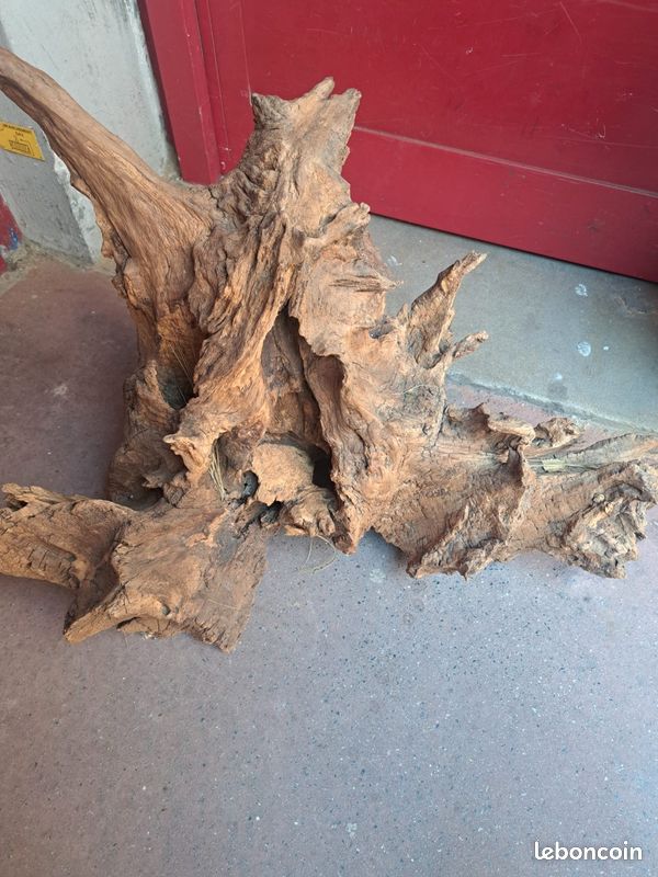 Souche d'arbre (image 2)