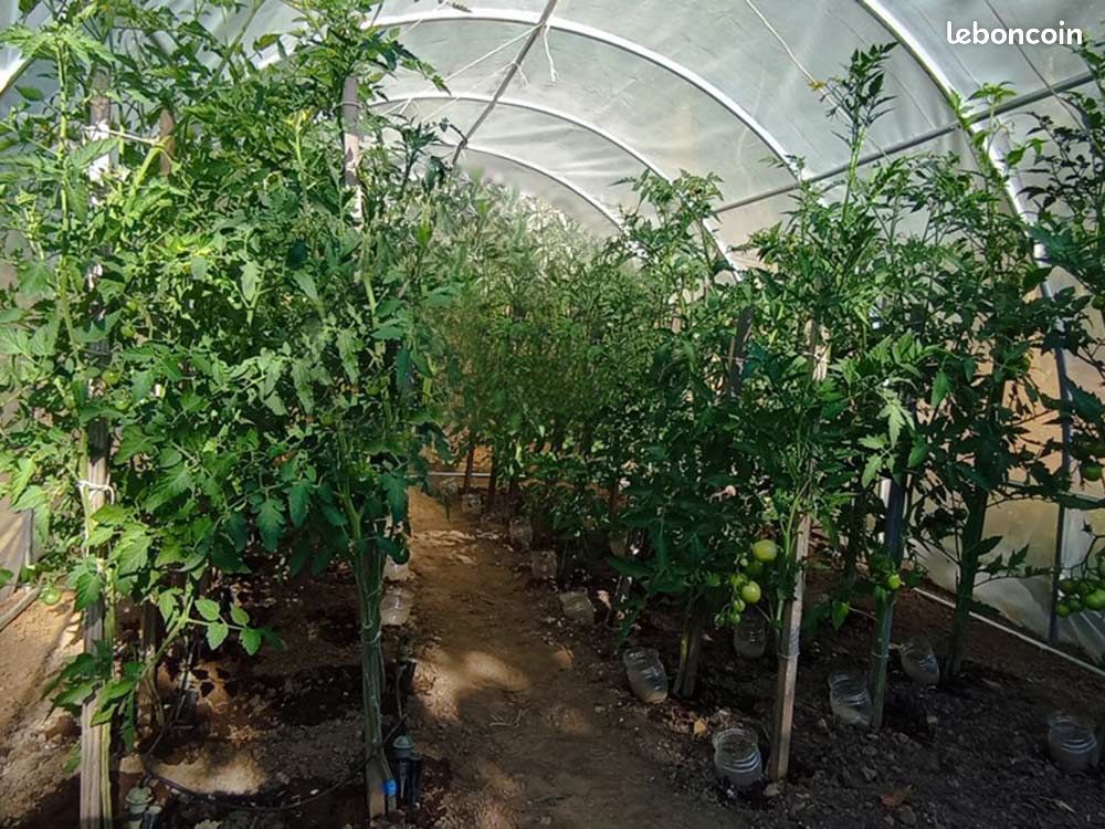 Serre de jardin tunnel 3x4m (12m²) diam.25mm avec bâche translucide et 1 porte enroulable (image 3)