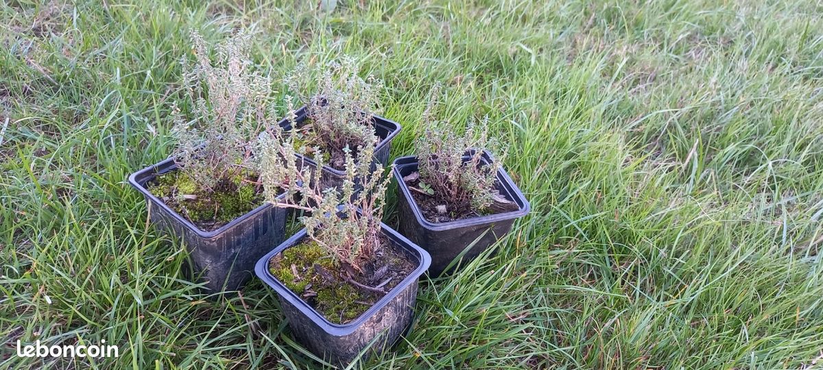 Plant thym (image 1)